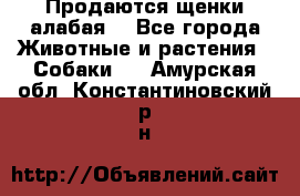 Продаются щенки алабая  - Все города Животные и растения » Собаки   . Амурская обл.,Константиновский р-н